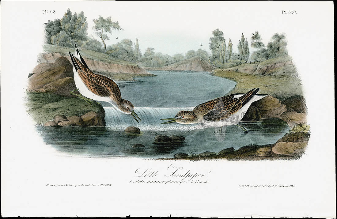 Audubon Birds 1840 Little Sandpiper