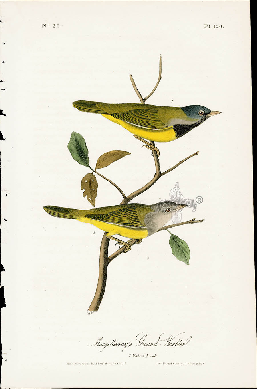Audubon Birds 1840 Macquilliveray's Ground Warbler
