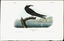 Audubon Birds 1840 Noddy Tern - Panteek Antique Prints