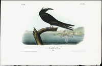 Audubon Birds 1840 Noddy Tern - Panteek Antique Prints