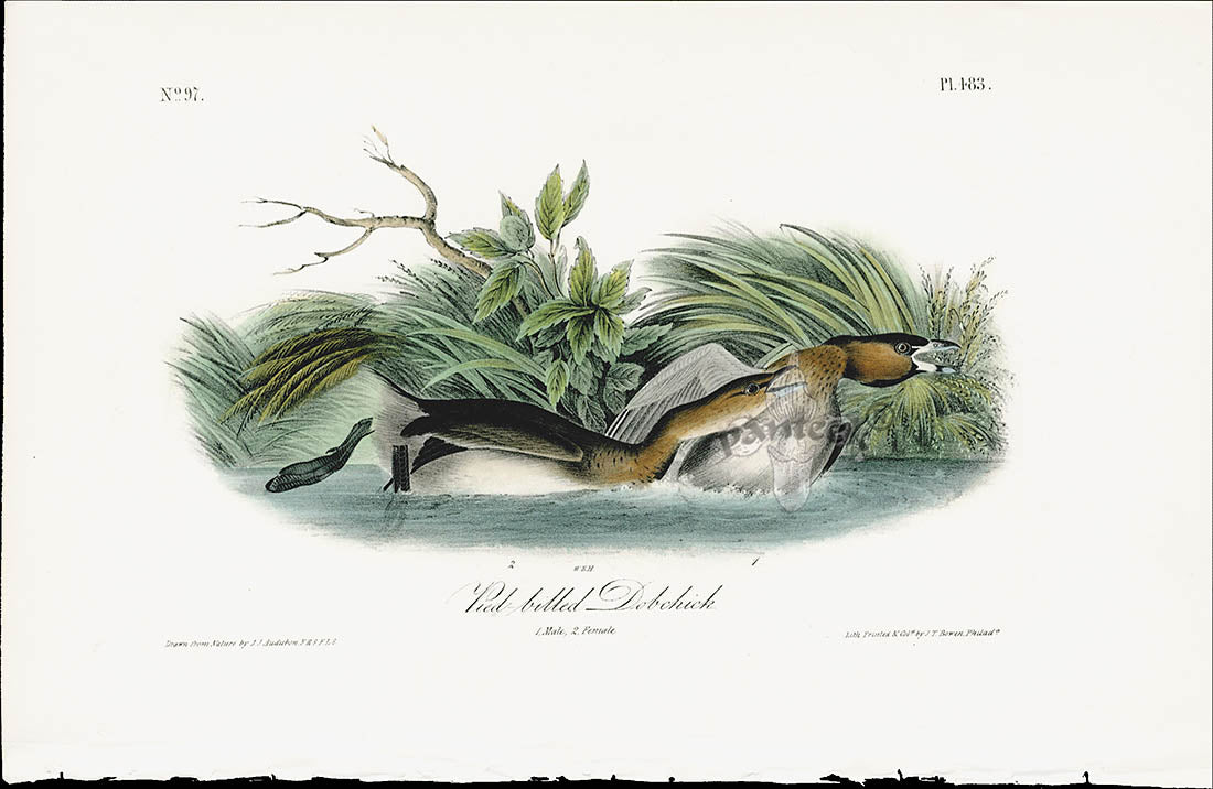 Audubon Birds 1840 Pied billed Dobchick