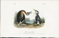 Audubon Birds 1840 Red necked Grebe - Panteek Antique Prints