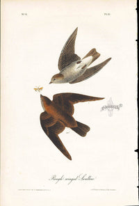 Audubon Birds 1840 Rough-winged Swallow - Panteek Antique Prints