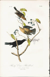 Audubon Birds 1840 Rusty Crow Blackbird - Panteek Antique Prints