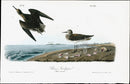 Audubon Birds 1840 Schinz's Sandpiper - Panteek Antique Prints