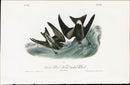 Audubon Birds 1840 Seach's Petrel, Forked-tailed Petrel - Panteek Antique Prints