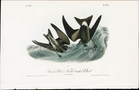 Audubon Birds 1840 Seach's Petrel, Forked-tailed Petrel - Panteek Antique Prints