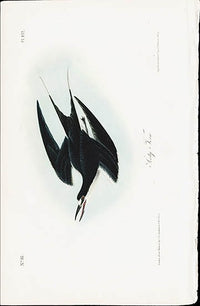 Audubon Birds 1840 Sooty Tern - Panteek Antique Prints