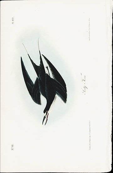 Audubon Birds 1840 Sooty Tern