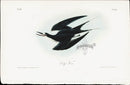 Audubon Birds 1840 Sooty Tern - Panteek Antique Prints
