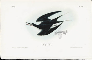 Audubon Birds 1840 Sooty Tern