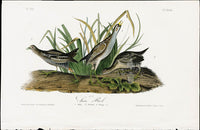 Audubon Birds 1840 Sora Rail - Panteek Antique Prints