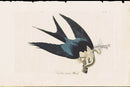 Audubon Birds 1840 Swallow-tailed Hawk, American Swallow Tailed Kite - Panteek Antique Prints