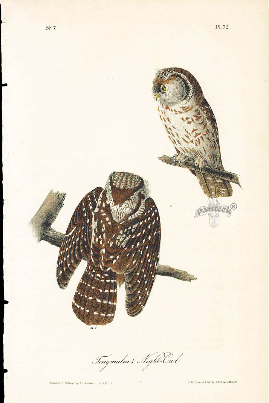 Audubon Birds 1840 Tengmalm's Night Owl