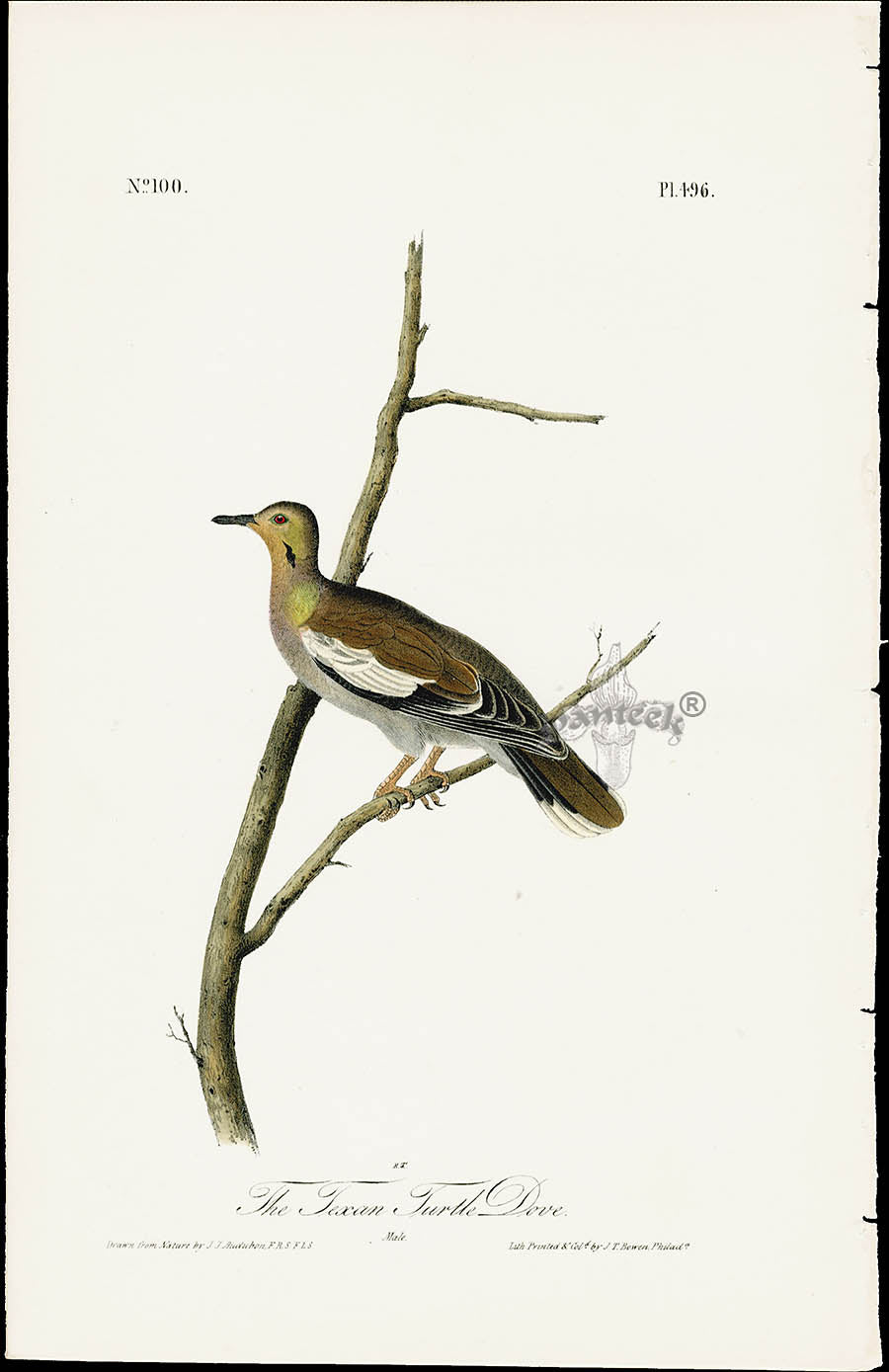 Audubon Birds 1840 The Texan Turtle Dove