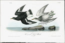 Audubon Birds 1840 Townsend's Surf Bird - Panteek Antique Prints