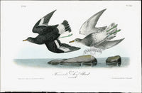 Audubon Birds 1840 Townsend's Surf Bird - Panteek Antique Prints