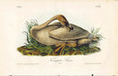 Audubon Birds 1840 Trumpeter Swan - Panteek Antique Prints