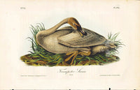 Audubon Birds 1840 Trumpeter Swan - Panteek Antique Prints