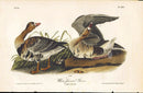 Audubon Birds 1840 White-fronted Goose - Panteek Antique Prints