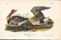 Audubon Birds 1840 White-fronted Goose - Panteek Antique Prints