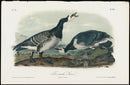 Audubon Birds 1871 America Barnacle Goose - Panteek Antique Prints