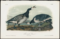 Audubon Birds 1871 America Barnacle Goose - Panteek Antique Prints