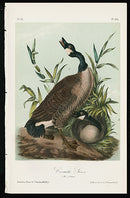 Audubon Birds 1871 America Canada Goose - Panteek Antique Prints