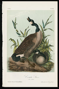 Audubon Birds 1871 America Canada Goose - Panteek Antique Prints
