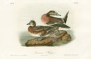 Audubon Birds 1871 American Widgeon - Panteek Antique Prints