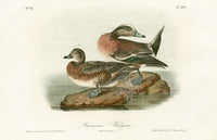 Audubon Birds 1871 American Widgeon - Panteek Antique Prints