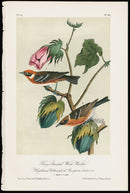 Audubon Birds 1871 Bay Breasted Wood Warbler - Panteek Antique Prints