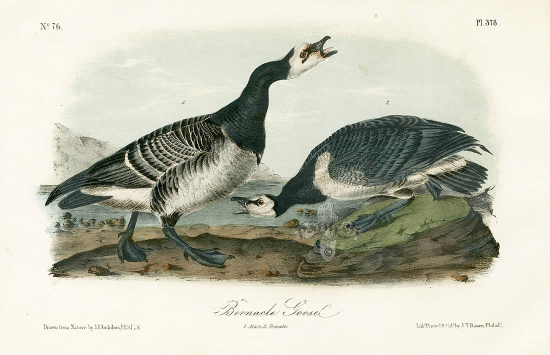 Audubon Birds 1871 Bernacle Goose