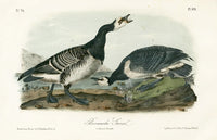 Audubon Birds 1871 Bernacle Goose - Panteek Antique Prints