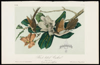 Audubon Birds 1871 Black-billed Cuckoo - Panteek Antique Prints