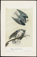 Audubon Birds 1871 Black-shouldered Elanus - Panteek Antique Prints