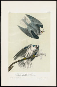 Audubon Birds 1871 Black-shouldered Elanus - Panteek Antique Prints