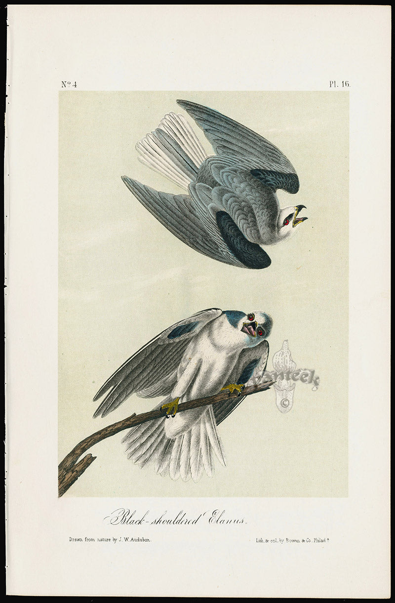 Audubon Birds 1871 Black-shouldered Elanus