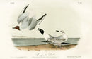 Audubon Birds 1871 Bonapartes Gull - Panteek Antique Prints