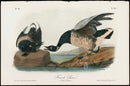 Audubon Birds 1871 Brandt Goose - Panteek Antique Prints