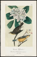 Audubon Birds 1871 Canada Flycatcher - Panteek Antique Prints