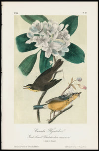 Audubon Birds 1871 Canada Flycatcher - Panteek Antique Prints
