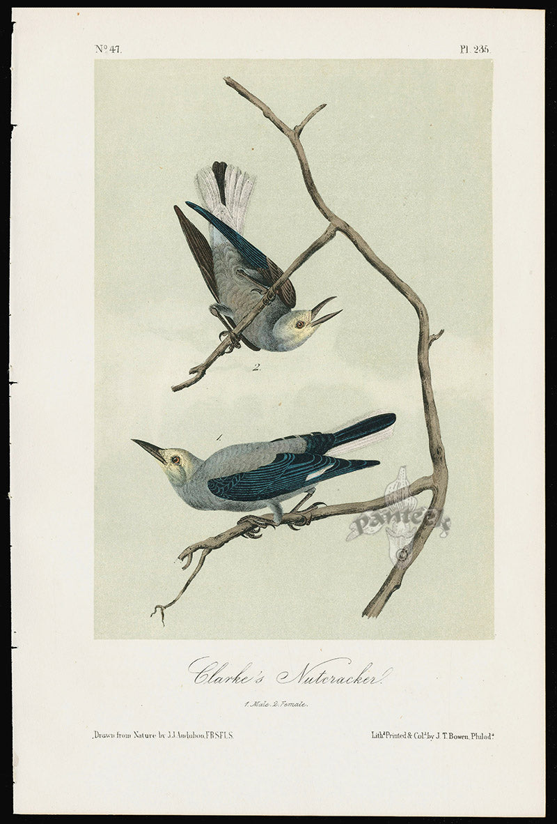 Audubon Birds 1871 Clarke's Nutcracker