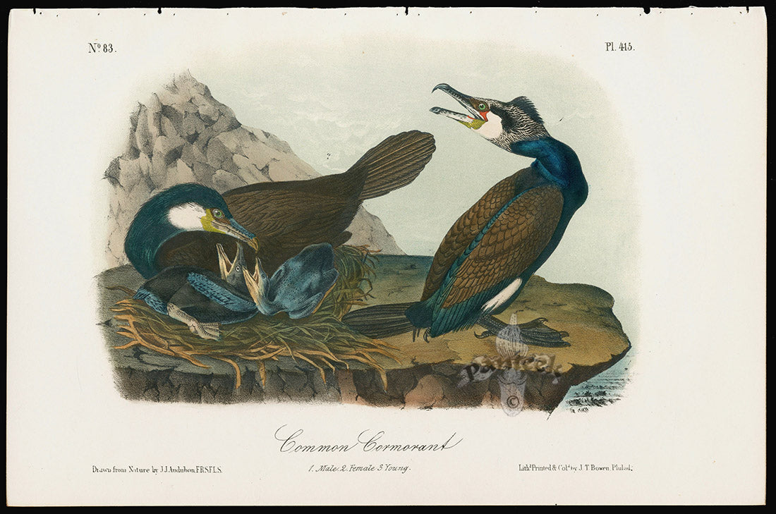 Audubon Birds 1871 Common Cormorant
