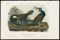 Audubon Birds 1871 Common Cormorant - Panteek Antique Prints