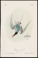 Audubon Birds 1871 Common Tern - Panteek Antique Prints