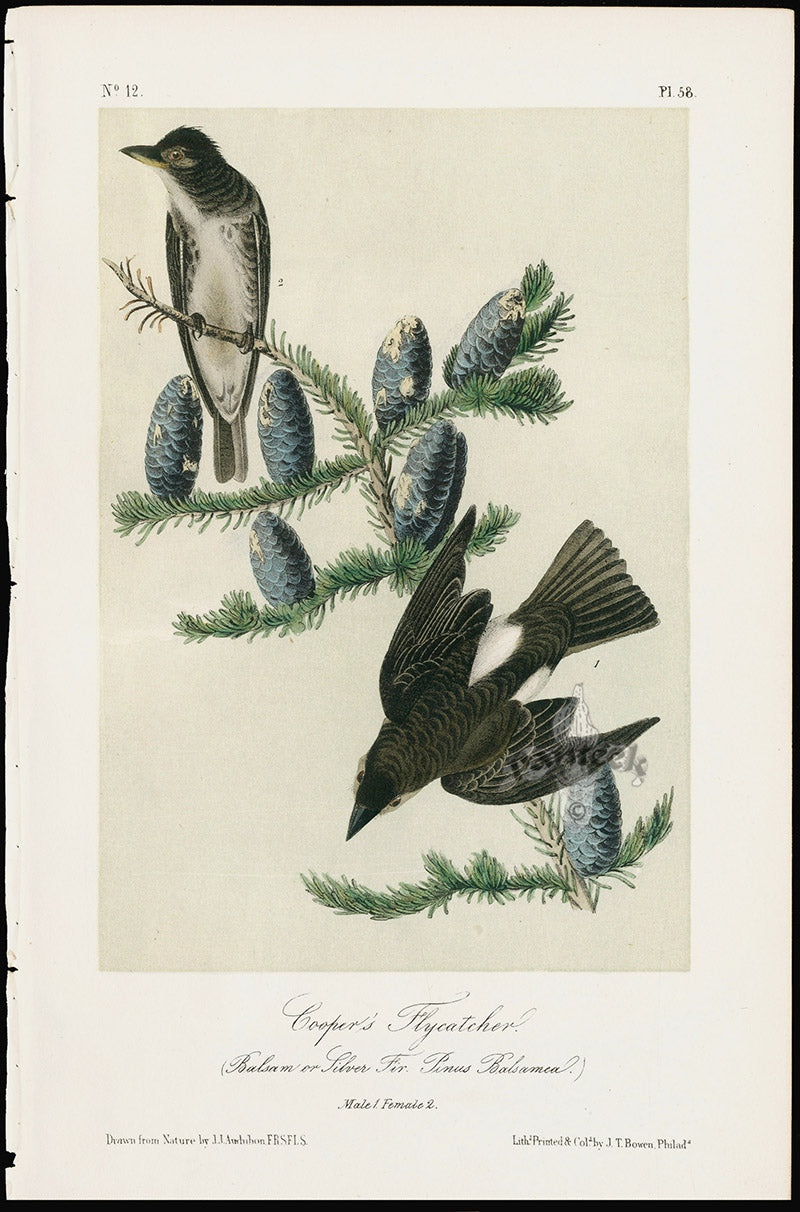 Audubon Birds 1871 Cooper's Flycatcher