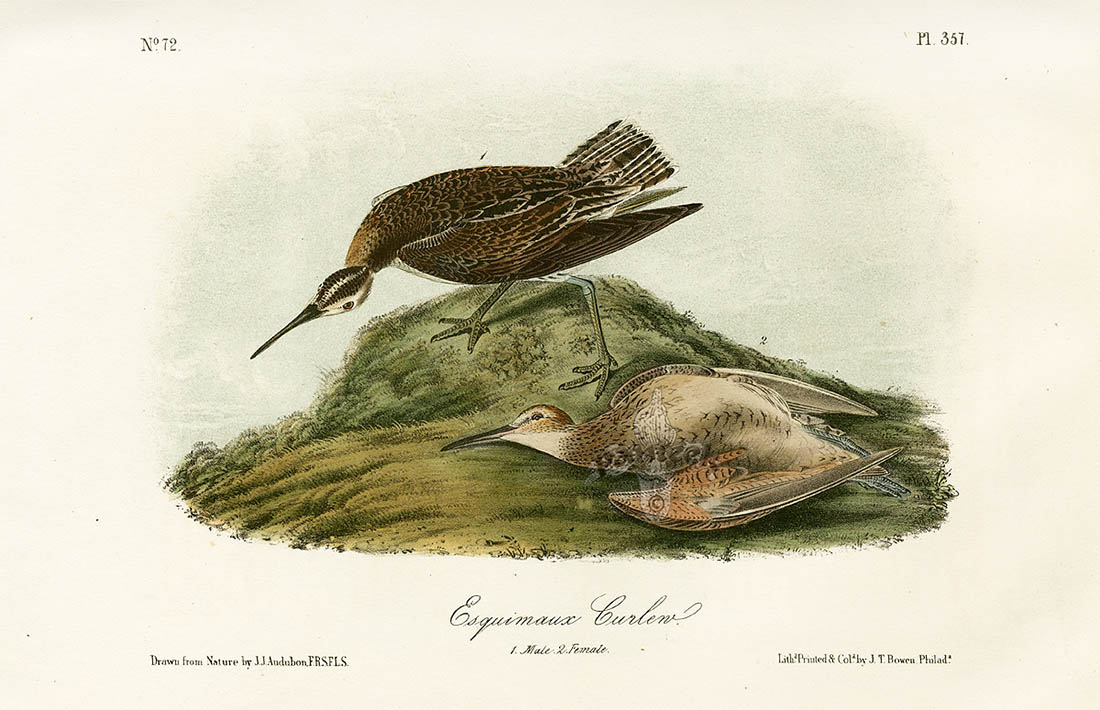 Audubon Birds 1871 Esquimaux Curlew EXTINCT