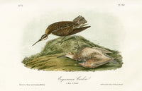 Audubon Birds 1871 Esquimaux Curlew EXTINCT - Panteek Antique Prints