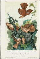 Audubon Birds 1871 Ferruginous Mocking Bird - Panteek Antique Prints